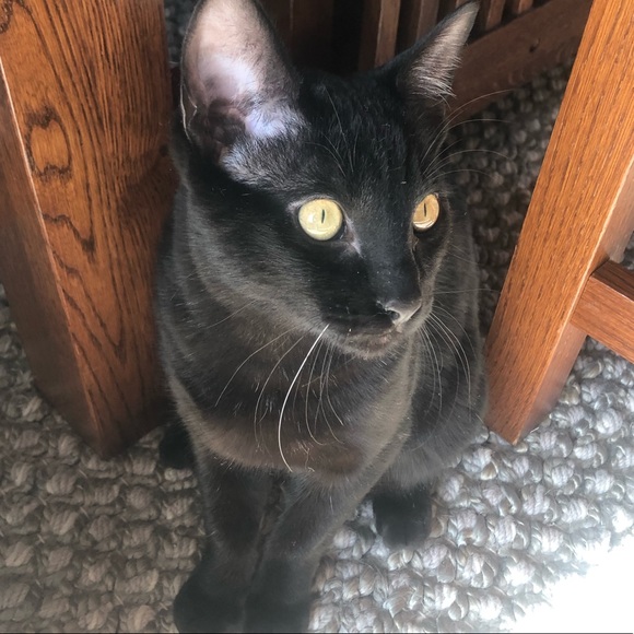 Meet your Posher, Tess - Picture 5 of 5